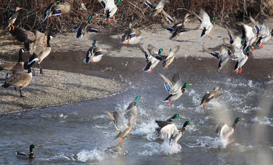 Fototapeta premium Mallards take flight
