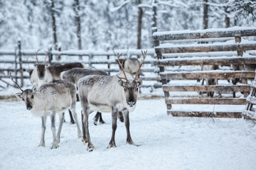 Reindeer in winter at the polar circle
