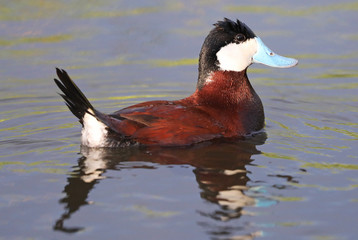 Ruddy duck