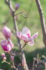 Beautiful rose bush blooming magnolia