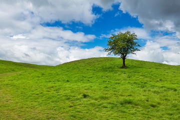 Fototapeta premium Solitary tree on a top of a green hill on a cloudy day
