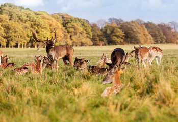 Wild Irish fauna, a herd of wild deer which roam and graze in Phoenix Park, Dublin, Ireland