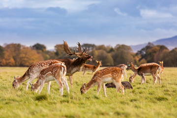 Wild Irish fauna, a herd of wild deer which roam and graze in Phoenix Park, Dublin, Ireland