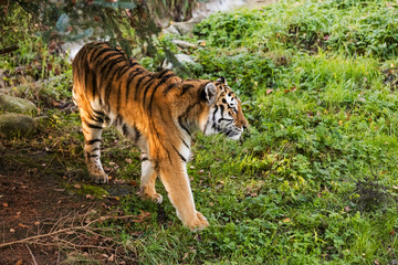 An adult tiger walking in a green forest