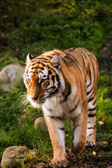 An adult tiger walking in a green forest