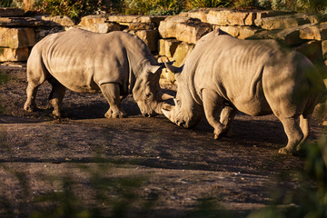 Fototapeta premium Two rhinos fighting in dust at sundown in Dublin City Zoo, Ireland
