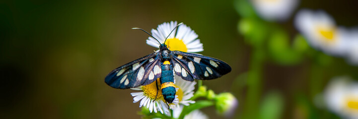 butterfly collects nectar on a meadow flower.
