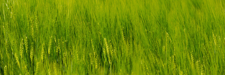 Fototapeta na wymiar ears of young green wheat sway in the wind.