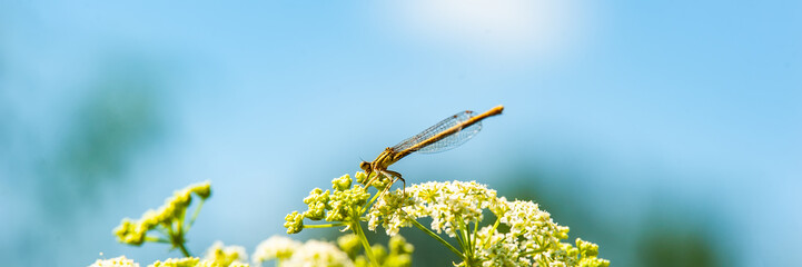dragonfly sits on a yarrow flower and collects nectar and pollen against a blue sky.