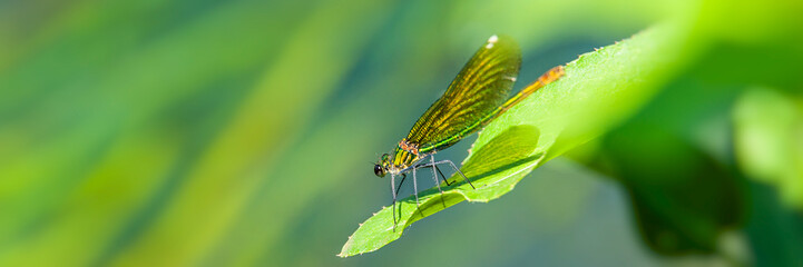dragonfly sitting on a leaf of a plant on a sunny day.