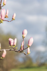 Buds of a blooming pink magnolia