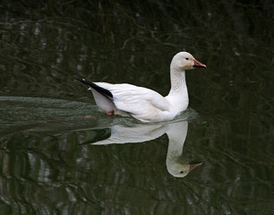 Snow goose, Mud Lake