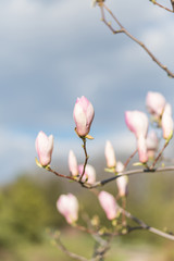Delicate buds of a pink magnolia
