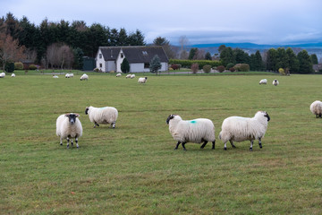 Obraz premium Herd of sheep graze on green hills