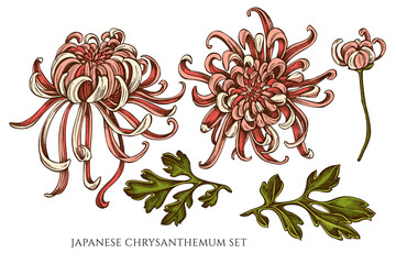 Vector collection of hand drawn colored  japanese chrysanthemum