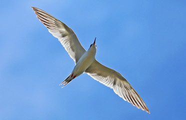 Backlit tern