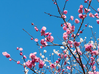 梅の花と青空
