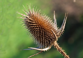 Distel