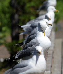 Gulls in a row