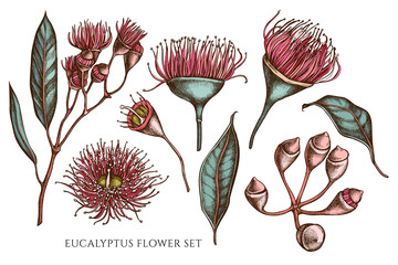 Vector collection of hand drawn colored  eucalyptus flower