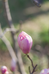 Delicate pink magnolia bud