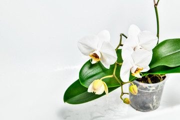 beautiful white Phalaenopsis orchid flowers, isolated on white background