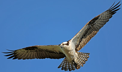 Osprey