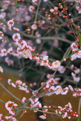 ピンクの梅