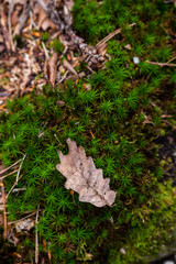 forest floor leaf on moss