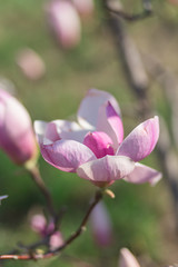 Gorgeous magnolia blossom in spring garden