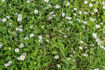 white flowers in the garden