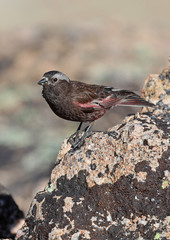 Black rosy finch
