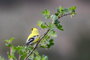 American goldfinch