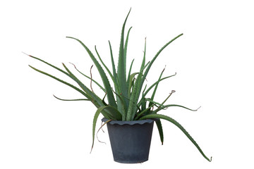Aloe Vera tree in black plastic pot isolated on white background included clipping path.