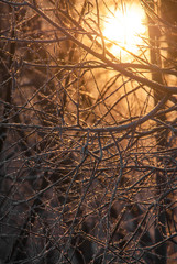 sunset in the forest