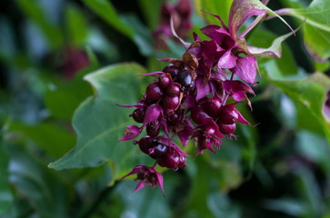 Leycesteria formosa Karamelbeere