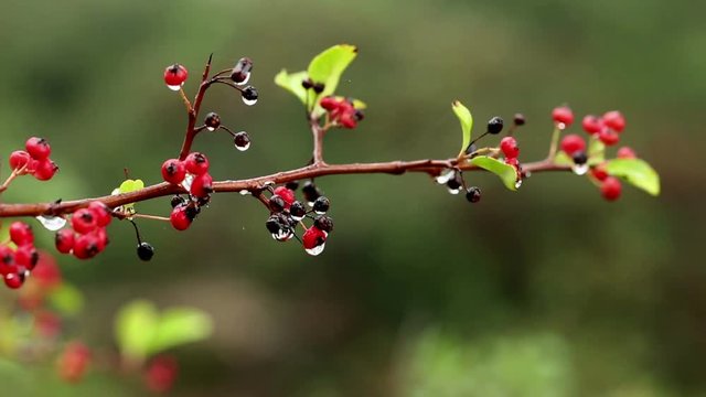 Cotoneaster red winterberries hanging on a branch on a rainy day