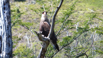 caracara crestato  avvoltoio della patagonia in cile , mangia carogne 