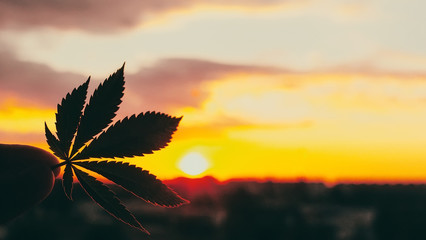 Beautiful Commercial Cannabis in the amazing sunset background. Close up of the marijuana leaf....