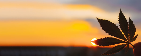 Plant of marijuana medical use with a high content of CBD. Beautiful Commercial Cannabis in sunset...