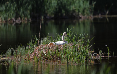 Trumpeter swan