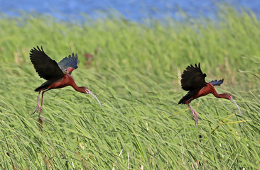 White-faced ibis