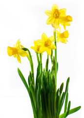 Yellow daffodils on white background.