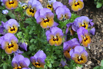 viola