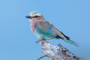 Lilac-breasted roller in the wild
