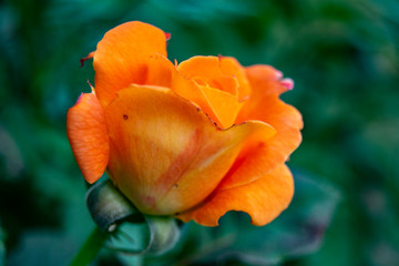 pomarańczowa róża