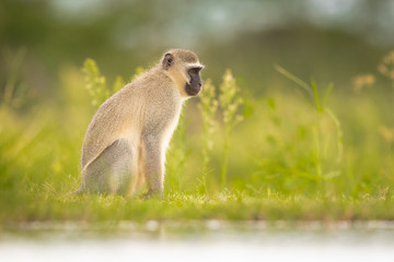 Vervet monkey in the wild