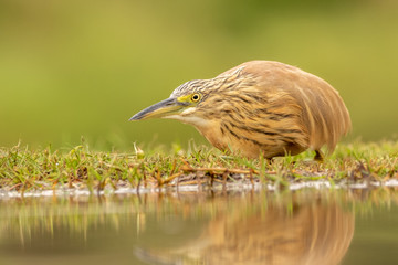 Squacco heron in the wild