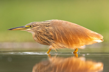 Squacco heron in the wild