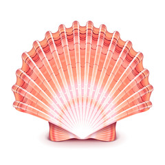 Beautiful shell isolated on white vector illustration